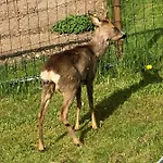 Holzhaus In Hinterstoder