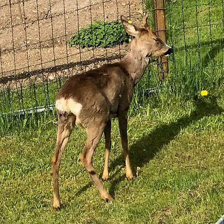 Holzhaus In Hinterstoder