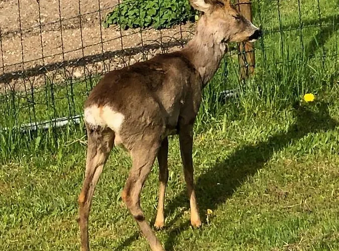 Holzhaus In Hinterstoder